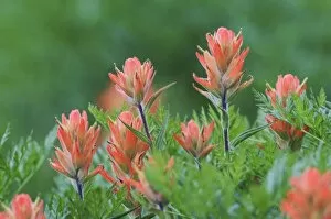 Images Dated 17th July 2007: Indian Paintbrush, Castilleja miniata, Ouray, San Juan Mountains, Rocky Mountains