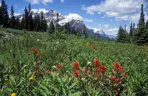 Greenery Prints: Indian Paintbrush in field near Peyto Lake in Banff National Park, Canada