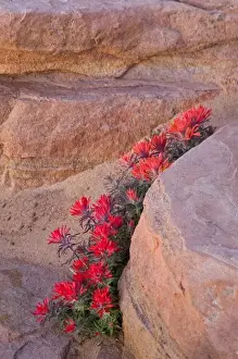 Images Dated 7th April 2008: Indian Paintbrush flowers in sandstone formation at Zion National Park in Utah