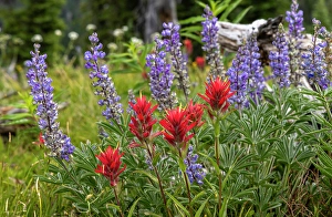 Werner Peak Prints: Indian paintbrush and lupine wildflowers in the Stillwater State Forest near Whitefish
