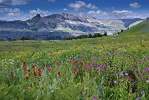 Tetons Prints: Indian Paintbrush and mONKEY FLOWERS, Alaska Basin, Targhee National Forest, Idaho