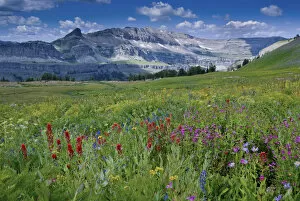 Indian Paintbrush and mONKEY FLOWERS, Alaska Basin, Targhee National Forest, Idaho