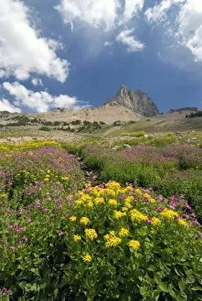 Images Dated 14th August 2006: Indian Paintbrush and Monkey Flwoers, Alaska Basin, Targhee National Forest, Idaho