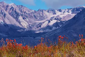 Indian paintbrush, Mount St. Helens National Volcanic Monument, Washington State, USA