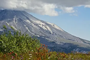 Indian paintbrush, Mount St. Helens National Volcanic Monument, Washington State, USA