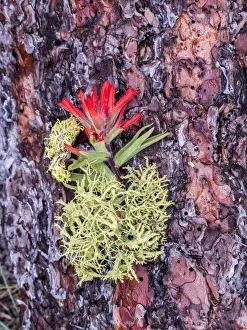 Kittitas County Prints: Indian paintbrush on Ponderosa log