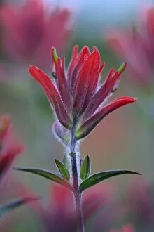 Images Dated 14th July 2006: Indian Paintbrush, Scarlet Paintbrush, Castilleja Miniata, Scrophulariaceae, Figwort