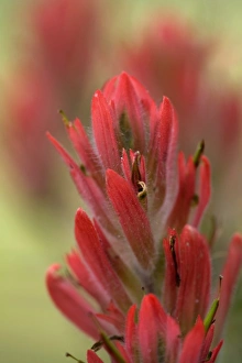 Images Dated 20th July 2006: Indian Paintbrush, Scarlet Paintbrush, Castilleja Miniata, Scrophulariaceae, Figwort