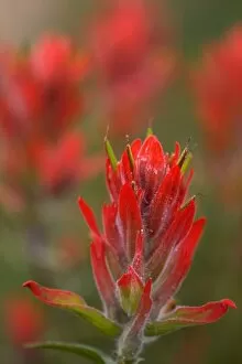 Images Dated 1st August 2006: Indian Paintbrush, Scarlet Paintbrush, Castilleja Miniata, Scrophulariaceae, Figwort