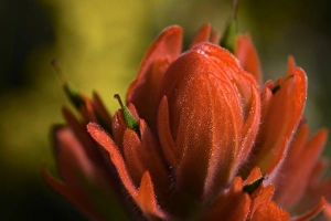 Images Dated 9th August 2006: Indian Paintbrush, Scarlet Paintbrush, Castilleja Miniata, Scrophulariaceae, Figwort