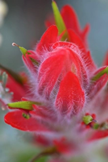 Images Dated 16th August 2006: Indian Paintbrush, Scarlet Paintbrush, Castilleja Miniata, Scrophulariaceae, Figwort