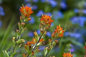 Images Dated 8th July 2011: Indian Paintbrush with shrubby penstemon in background in Glacier National Park, Montana