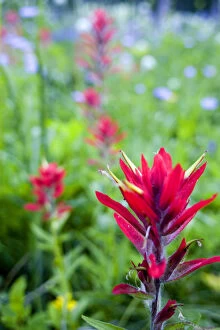 Images Dated 26th July 2005: Indian paintbrush and wildflower profusion along the Danny On Trail on Big Mountain