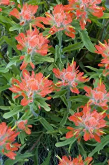 Flower Head Prints: Indian paintbrush wildflowers in the Many Glacier Valley of Glacier National Park