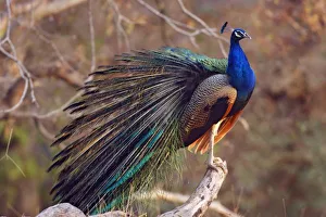 Ranthambhor Prints: Indian Peacock with partially open feathers, Ranthambhor National Park, India