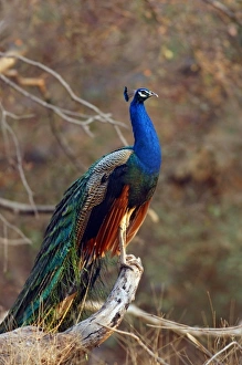 Images Dated 14th March 2008: Indian Peacock on a perch, Ranthambhor National Park, India