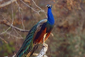 Ranthambhor Prints: Indian Peacock on a perch, Ranthambhor National Park, India