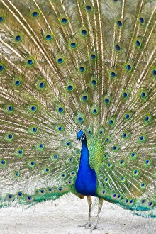 Imported Prints: Indian Peafowl (Pavo cristata) male peacock strutting