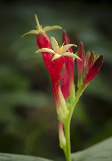 Herb Prints: Indian Pink in flower, Spigelia marilandica, Florida wildflower