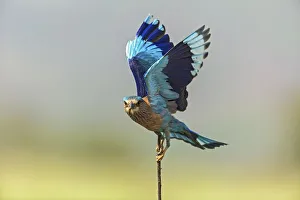 Perching Prints: Indian Roller, Corbett National Park, India
