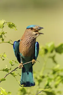 Images Dated 29th September 2019: Indian Roller, Corbett National Park, India