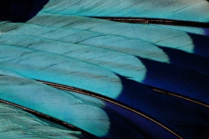 Natural Pattern Prints: Indian Roller wing feathers