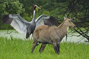 Grassland Prints: Indian Saras Crane, chasing away the Bluebull, Keoladeo National Park, India