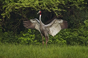 Indian Saras Crane, flapping wings, Keoladeo National Park, India