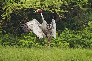Keoladeo Prints: Indian Saras Crane, flapping wings, Keoladeo National Park, India
