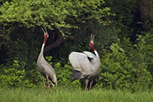 Specie Prints: Indian Saras Crane, giving unison call, Keoladeo National Park, India