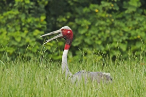 Specie Prints: Indian Saras Crane at the nest, Keoladeo National Park, India