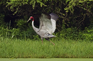 Keoladeo Prints: Indian Saras Crane, walking around the nest, Keoladeo National Park, India