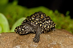 Vertebrate Prints: Indian Spotted Pond Turtle, Geoclemys hamiltonii, Native to India and Pakistan