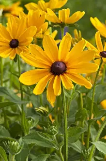 Images Dated 15th June 2009: Indian Summer Black-eyed Susan (Rudbeckia hirta aaIndian Summeraa) Marion Co. IL
