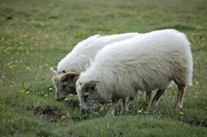 Indigenous sheep, Golden Circle Tour, Iceland