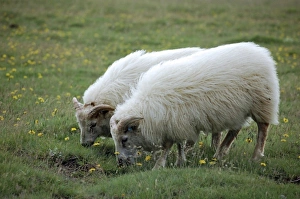 Images Dated 2nd August 2007: Indigenous sheep, Golden Circle Tour, Iceland