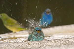 Immokalee Prints: Indigo Bunting bathing with a female Painted bunting
