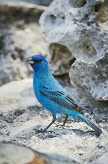 Images Dated 18th April 2006: Indigo Bunting, Passerina cyanea, male, Uvalde County, Hill Country, Texas, USA, April