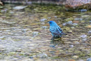 Animal Prints: Indigo Bunting (Passerina cyanea) male bathing Marion County, Illinois