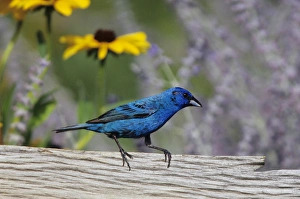 Images Dated 22nd December 2015: Indigo Bunting (Passerina cyanea) male on fence near flower garden (Black-eyed Susans