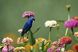Images Dated 22nd December 2015: Indigo Bunting (Passerina cyanea) male on Zinnias in garden Marion Co. IL