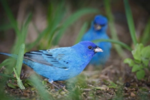 Images Dated 20th April 2010: Indigo Buntings (Passerina cyanea) males feeding, spring migration, Texas