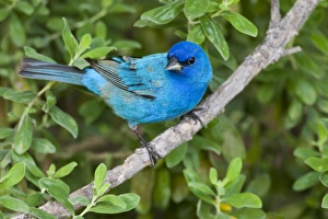 Indigo Buntings (Passerina cyanea) males feeding, spring migration, Texas