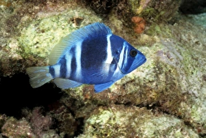 Indigo Prints: Indigo hamlet, Caribbean