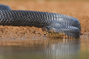 Images Dated 13th May 2010: Indigo Snake (Drymarchon corais) drinking at south Texas pond