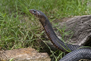 Indigo Snake (Drymarchon corais) drinking at south Texas pond