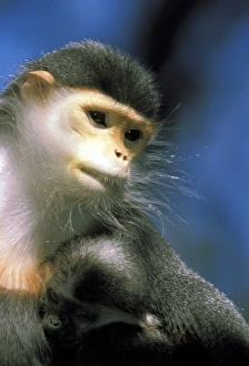 Affectionate Prints: IndoChina. Douc Langur, or pygathrix nemaeus nemaeus