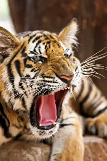Indochinese tiger or Corbetts tiger (Panthera tigris corbetti), Thailand