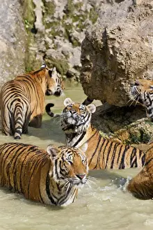 Images Dated 12th December 2009: Indochinese tiger or Corbetts tiger (Panthera tigris corbetti), Thailand