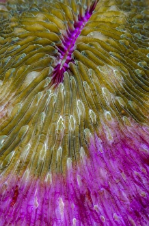 Images Dated 28th April 2015: Indonesia, Alor Island, Bacatan Wall. Close-up of hard coral